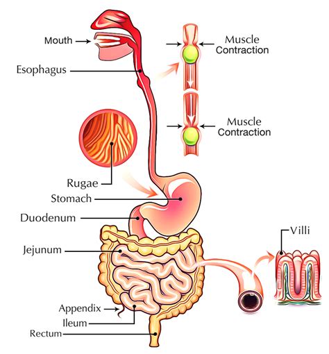 digestion porn|Digestion Free Porn Videos 